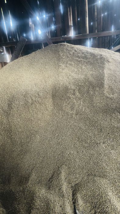 Sprzedam jeczmień jary.