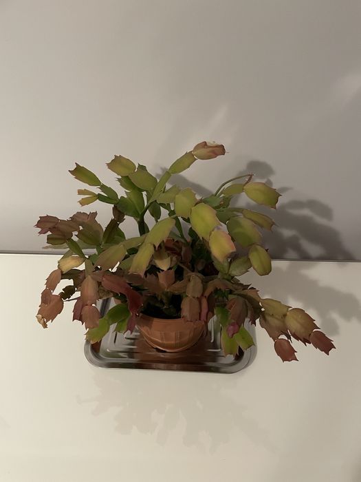 Grudnik (szlumbergera) – 10 lat, różowo-czerwone kwiaty