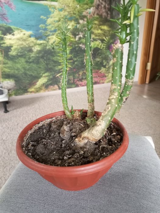 Аустроціліндропунція, невибаглива рослина