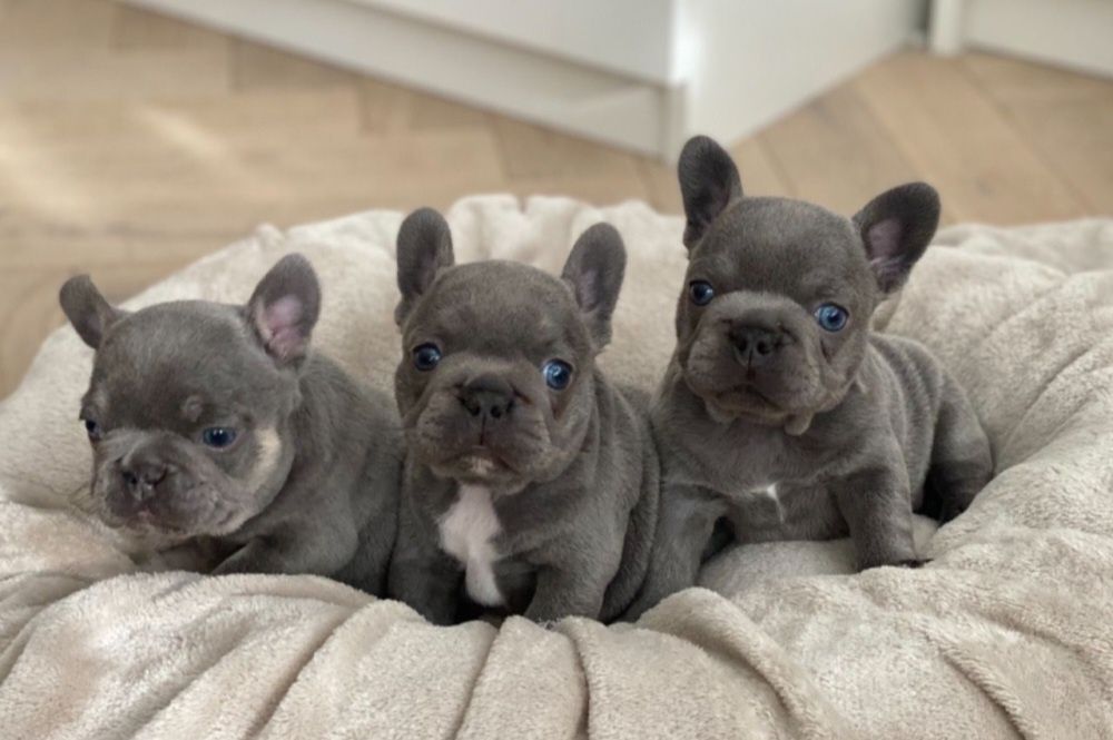 Блакитний малюк француз