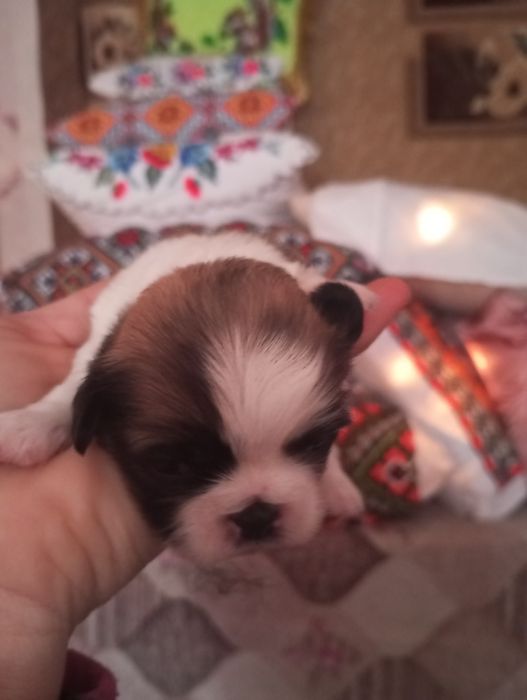 Продам щенков королівський пікінес