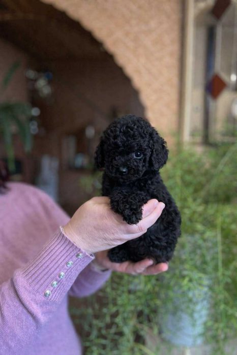 Той пудель черний