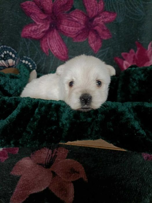 Wzorcowe Westy Westie mega gęsty włos piękny exterrier ojciec FCI