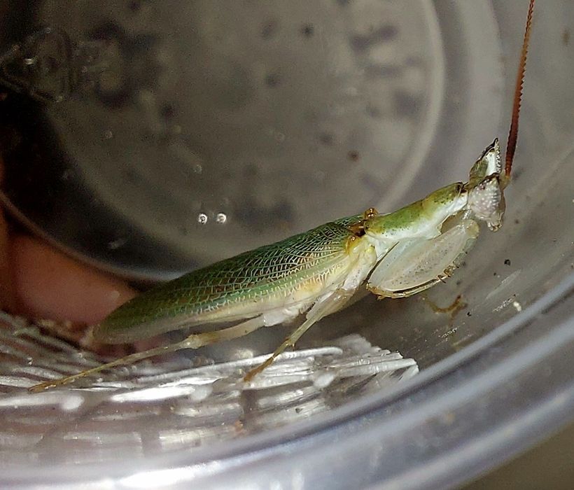 Pseudoharpax virescens samiec imago