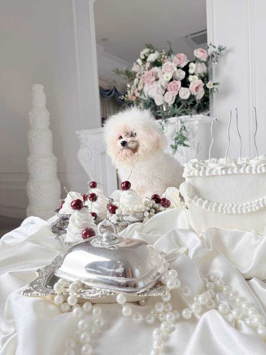 Мини Бишон (Китай)