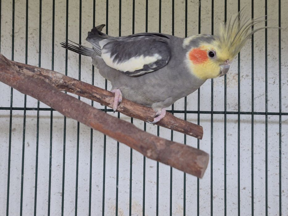 Caturra macho silvestre