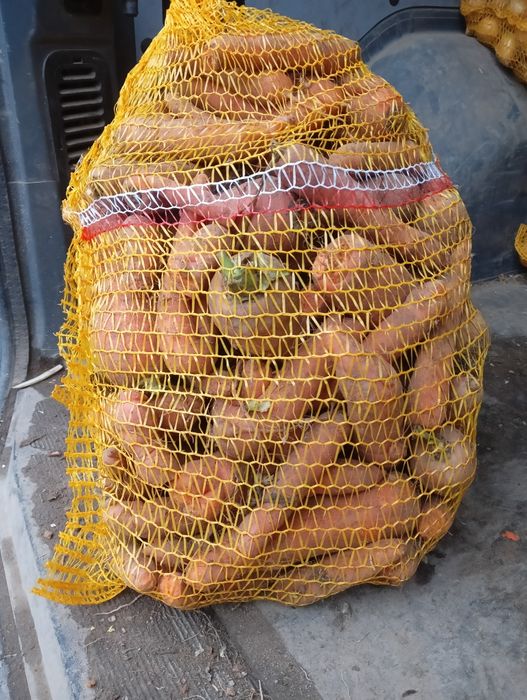 Marchew paszowa odpad do zwierząt odpadowa