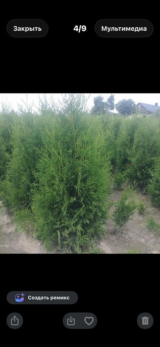 Продам туі для краси
