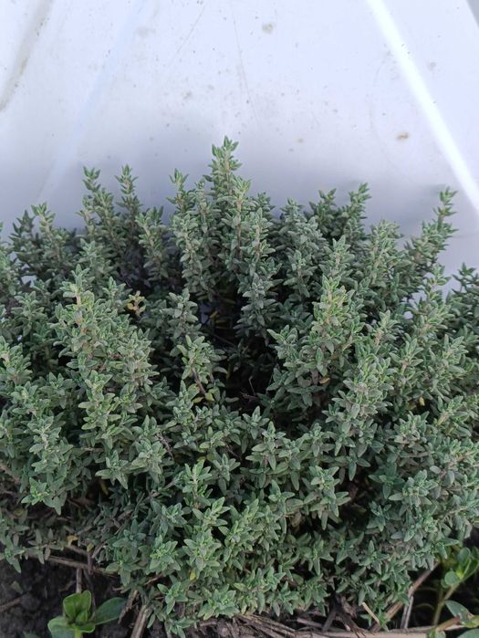 Тим'ян 4 вида. Чабер. Пряні трави. Саджвнці