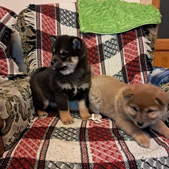 Shiba inu piesek