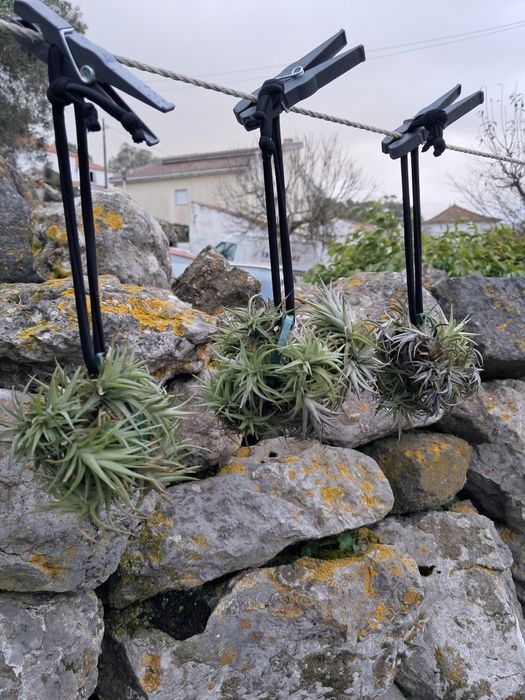 Tillandsias plantas aéreas 
Não precisam de terra, só d