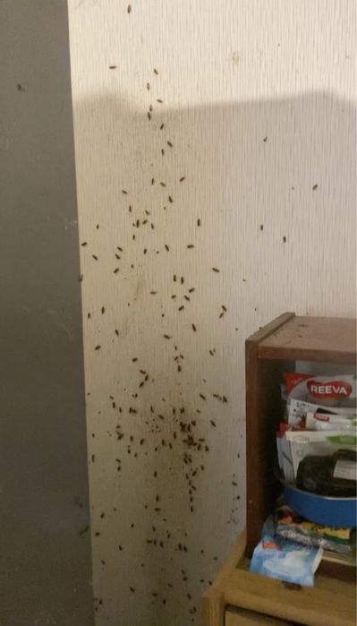 100% уничтожение тараканов, клопов, блох, крыс, мышей, сколопендры