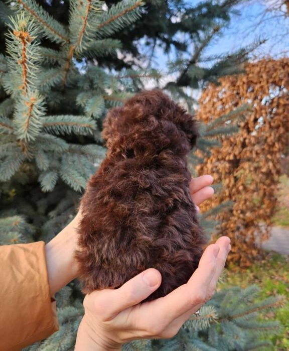 Чарівний шоко тойчик хлопчик зі столиці