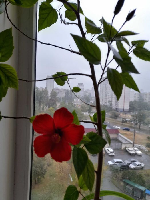 Часто цветущий гибискус каркаде