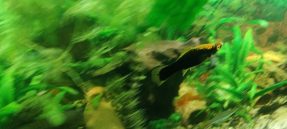 Mieczyk czarny narybek