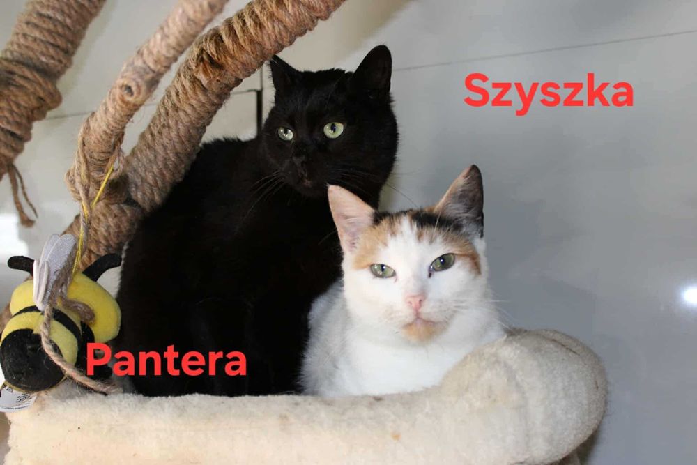 Kociaki z FIV/FELV szukają domów