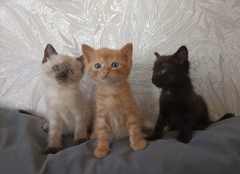 Кошенята  в добрі руки