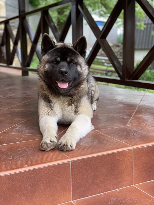 Акіта американська вязка