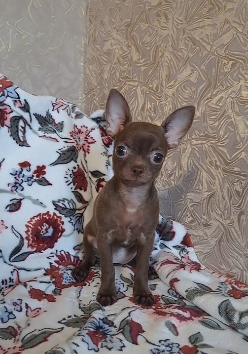 Малышка чихуахуа