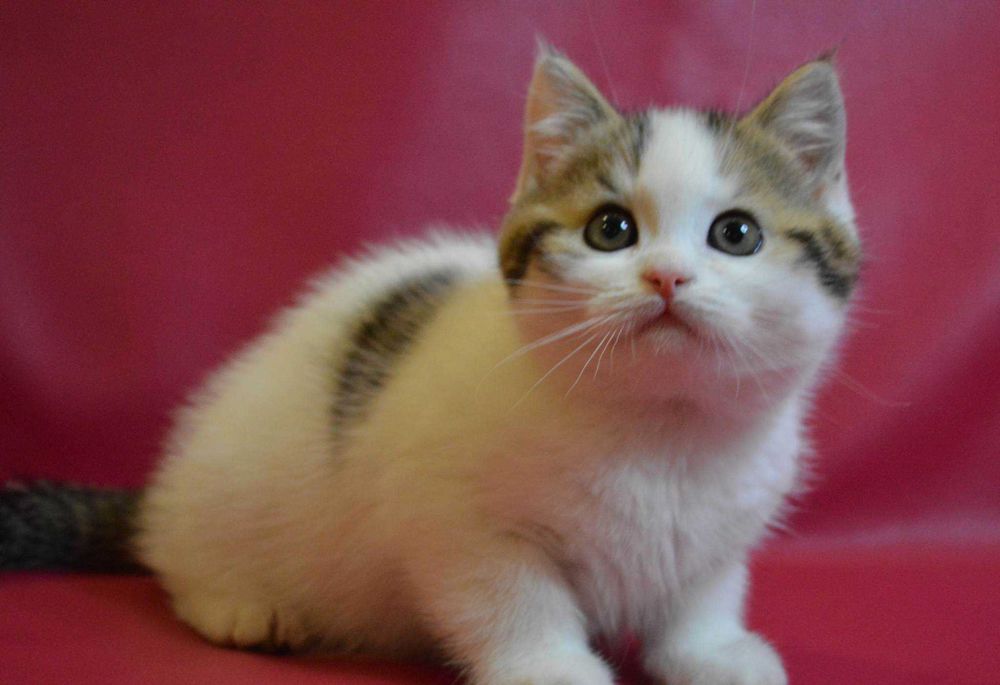 Шотландське кошеня (хлопчик)