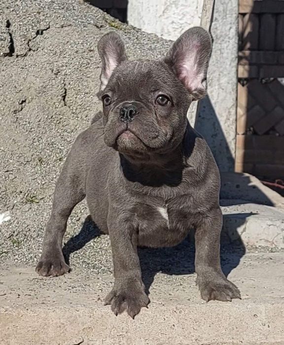 Голубая франичка бульдожка