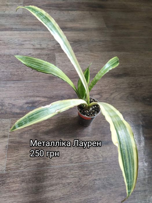 сансевиерия Aethiopica blue