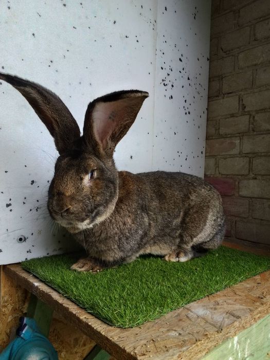 Samiec Olbrzyma Belgijskiego