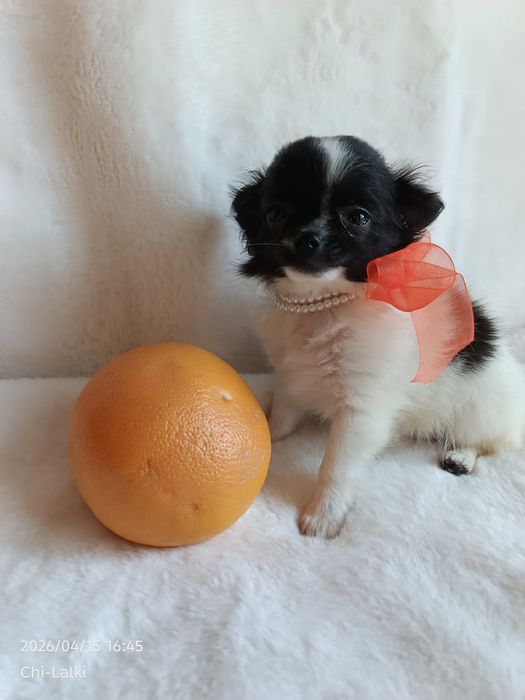 Chihuahua piesek chłopiec samczyk dlugowlosy