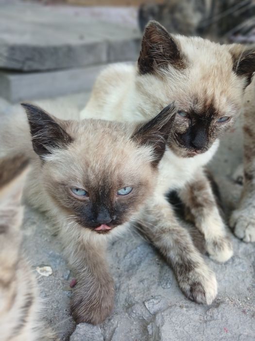 Відам кошенят друзів