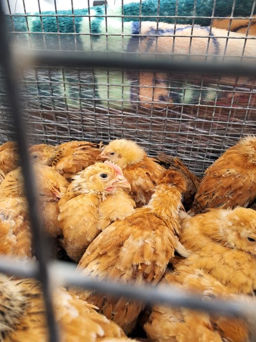 Підрощені курчата Миколаївська обл