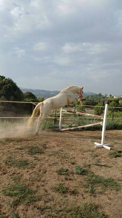 Cavalo com livro verde