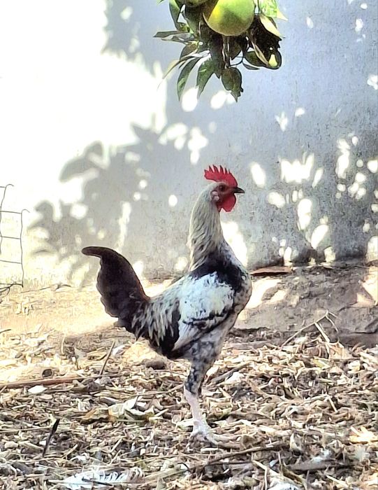 Brigador Inglês Moderno