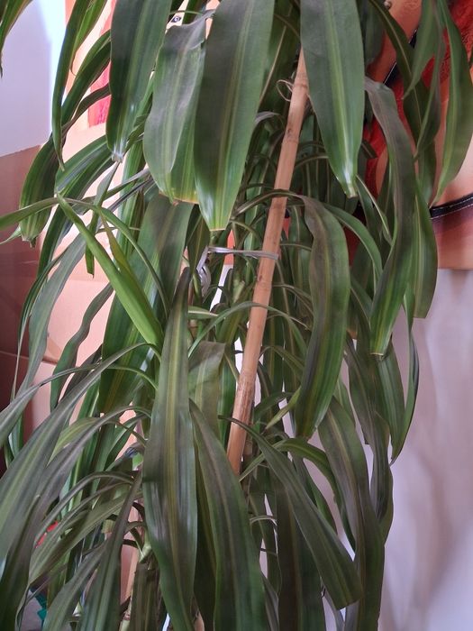 Planta linda ,bem tratada