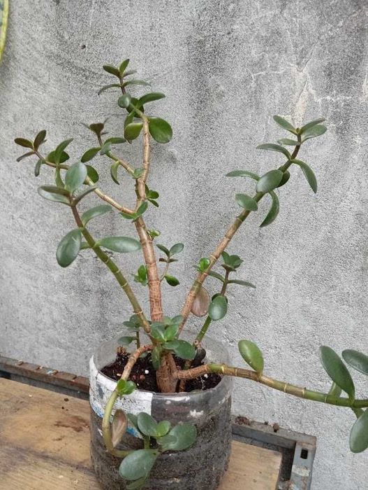 Комнатные растения (5 видов)