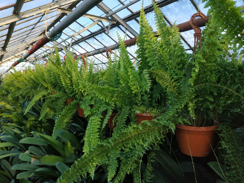 Paproć królewska, zwisająca