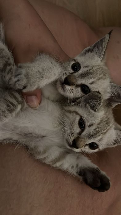 Gatinhas adoção conjunta