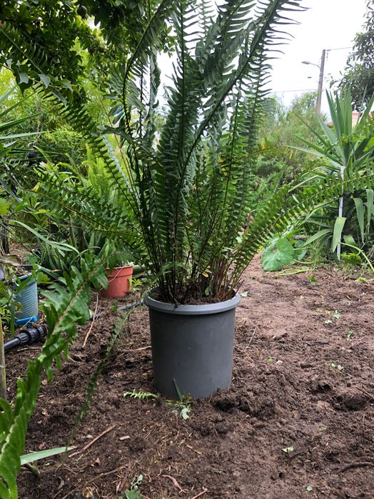 Feto para jardim Nephrolepis cordifolia