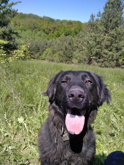Терміново! Собака шукає новий дім