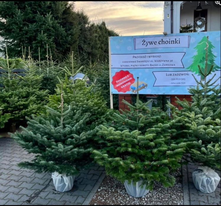 PIĘKNE CHOINKI świąteczne jodła kaukaska świerk cięte i w donicy