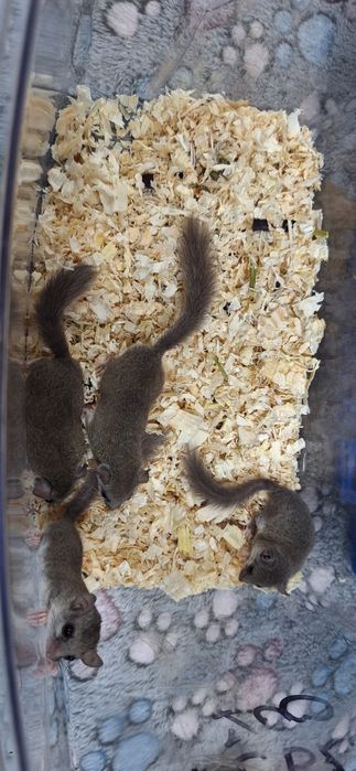 Popielice afrykańskie młode