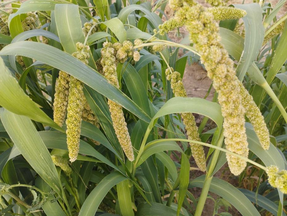 Milho painço amarelo em rama, biológico. Setaria italica