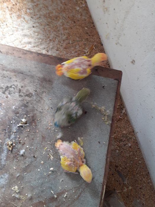 Agapornis para acabar de criar à mão