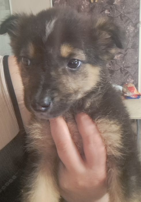 Цуценя хлопчик ,орієнтовно 1.5 місяця