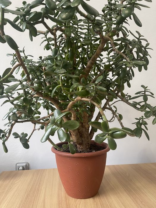 Вазон грошове дерево зелені насадження  кімнатна рослина