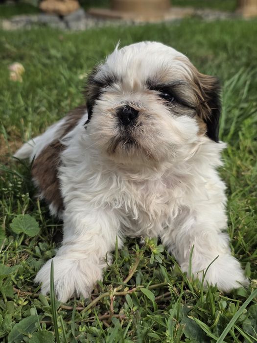 Sliczna suczka shih tzu