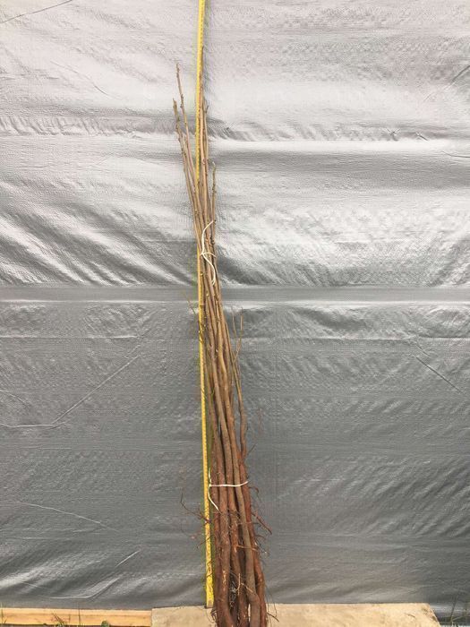 Саджанці горіха пекан (різних сортів)/Саженцы ореха пекан