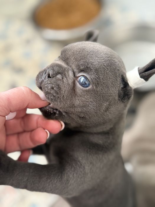 Солоденький сладунчик