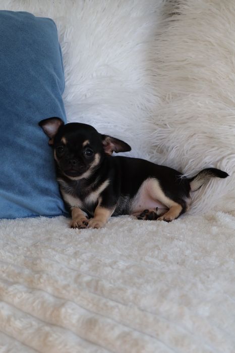 Chihuahua mini. Menina  Black Tan. Super  doce..Cabeça de maçã. Perfeita!