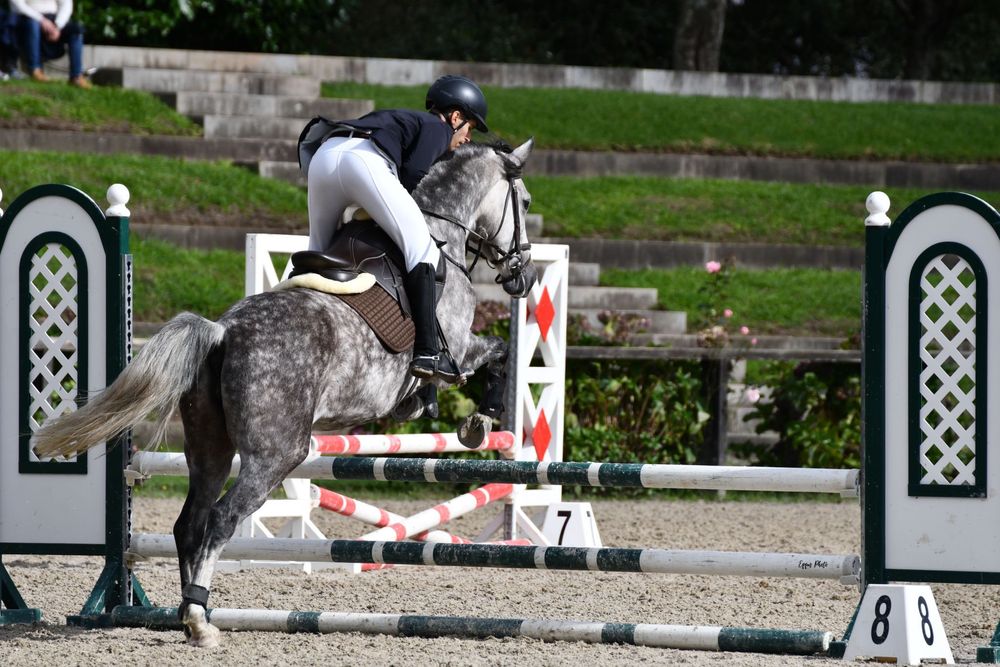 Égua Luso- Arabe 8anos