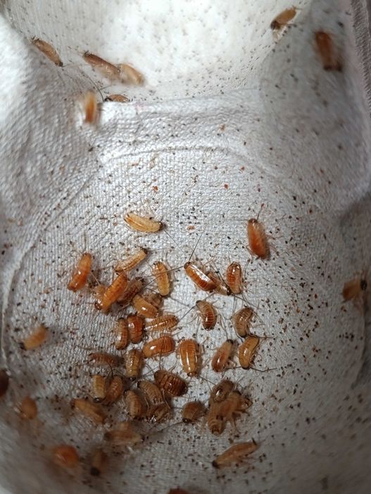 wylęg karaczana tureckiego 2-4mm 100szt